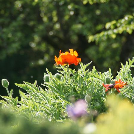 Landgasthof Em Lade Dahlem  Dış mekan fotoğraf